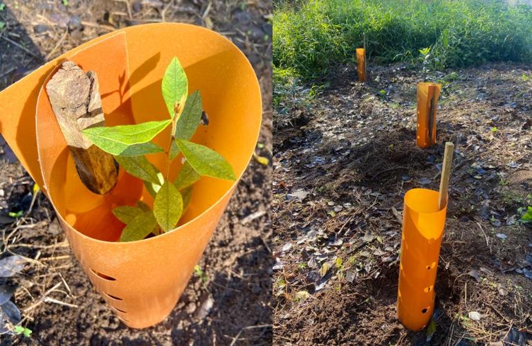 Celebrating national tree day with bioplastics innovation